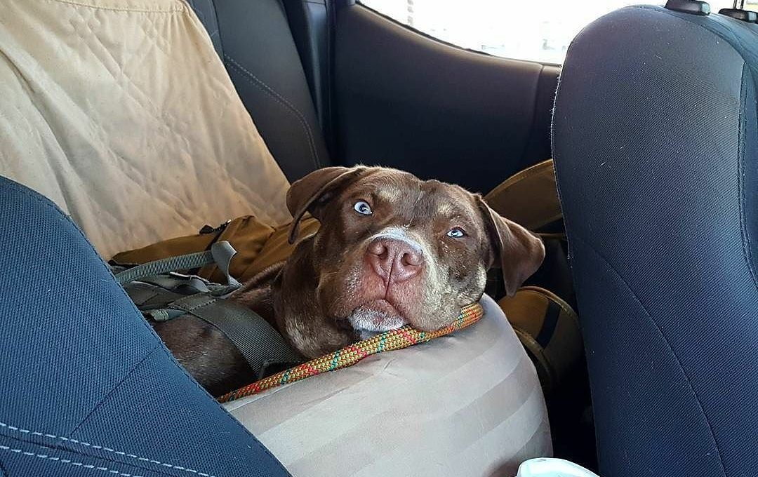 8 Wheeling With Dogs Prep Tips