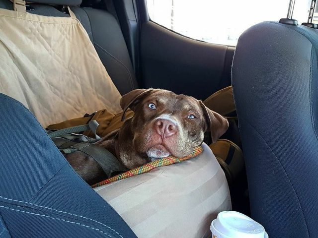 8 Wheeling With Dogs Prep Tips