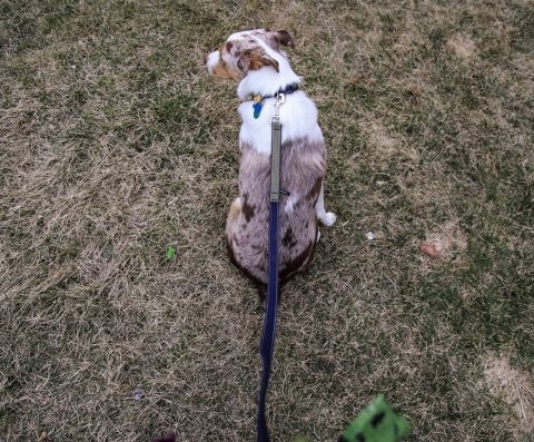 The Chacos Dog Collar – Review