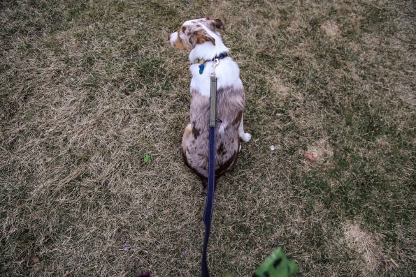 chaco sandals for dogs