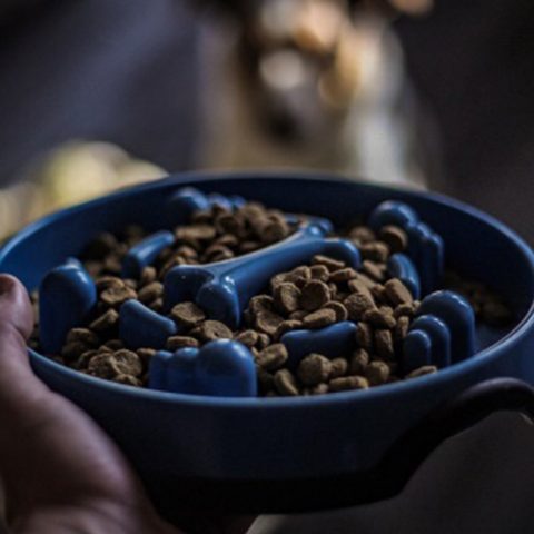 KONG® Slow Feeder Puzzle Dog Bowl – Review