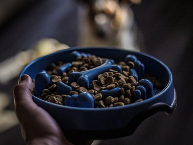 KONG® Slow Feeder Puzzle Dog Bowl – Review