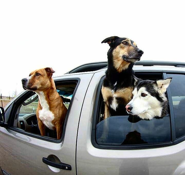 Wheeling With Dogs Travel Checklist