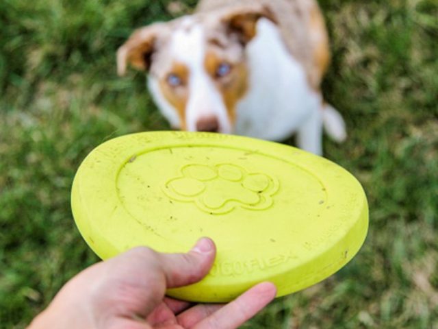 West Paw Disc – Review